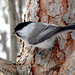 Willow Tit - Photo (c) Andrew Bazdyrev, some rights reserved (CC BY), uploaded by Andrew Bazdyrev