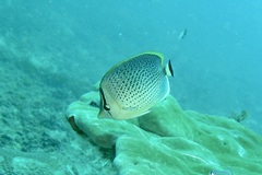 Chaetodon guttatissimus