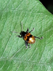 Typophorus