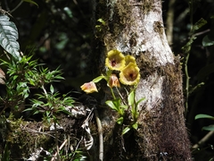 Telipogon hausmannianus