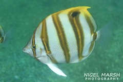 Parachaetodon ocellatus