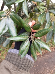 Quercus ilex