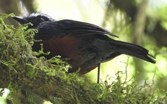 Ochthoeca cinnamomeiventris