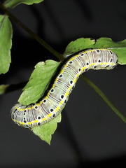Argyrosticta decumana