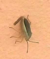 Catorhintha selector