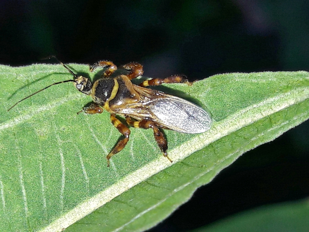 Notocyrtus foveatus