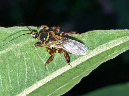 Notocyrtus foveatus
