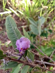 Qualea parviflora