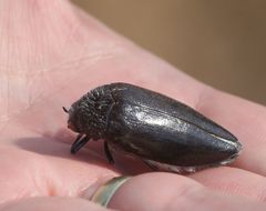 Sternocera orissa variabilis