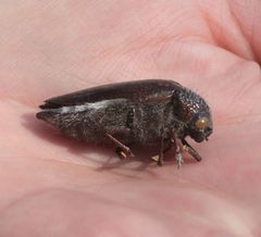 Sternocera orissa variabilis