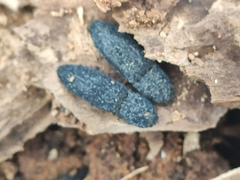 Lacon punctatus