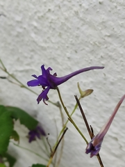Delphinium gracile
