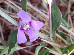 Angelonia