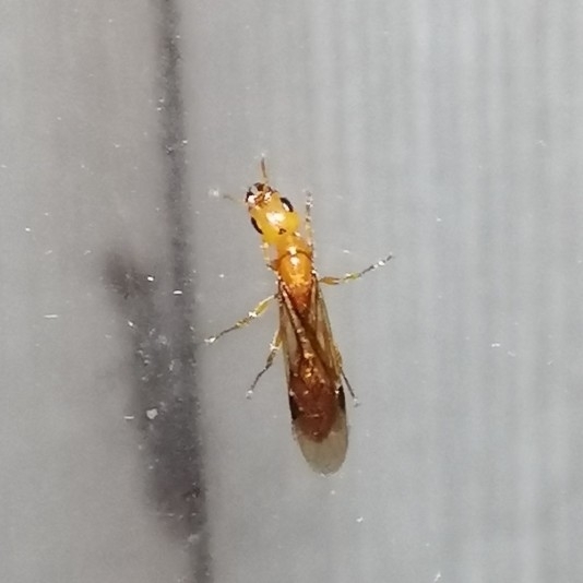 Pseudomyrmex viduus