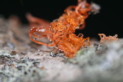 Cytospora chrysosperma