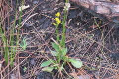 Solidago virgata