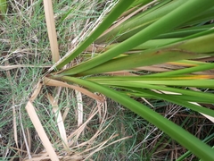 Cladium procerum