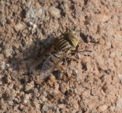 Eristalodes