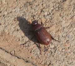 Melolonthinae