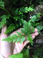 Selaginellaceae