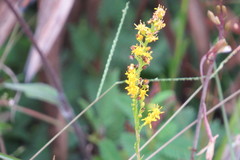Solidago virgata