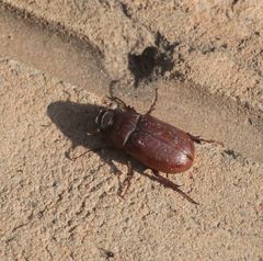 Melolonthinae