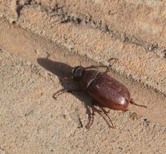 Melolonthinae