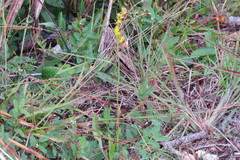 Solidago virgata