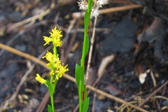 Solidago virgata