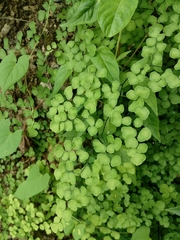 Adiantum tricholepis
