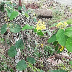 Stigmaphyllon bonariense