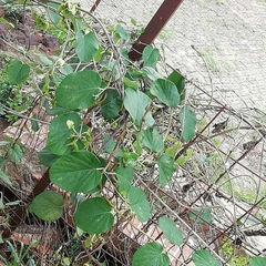 Stigmaphyllon bonariense