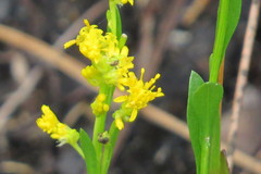 Solidago virgata