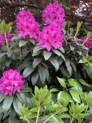 Rhododendron × hybridum