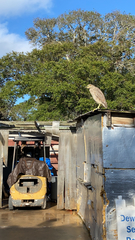 Nycticorax nycticorax image