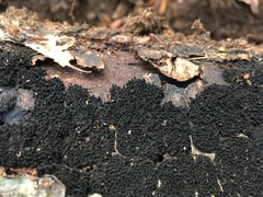 Melanamphora spinifera