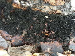 Melanamphora spinifera