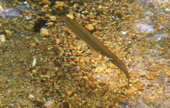 Galaxias maculatus
