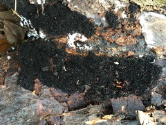 Melanamphora spinifera