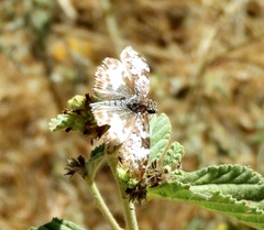 Chiomara georgina georgina