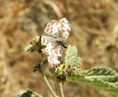 Chiomara georgina georgina