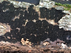 Melanamphora spinifera