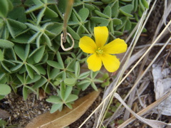 Oxalis albicans