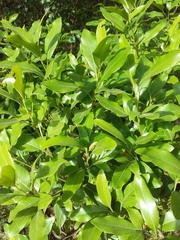 Lithraea brasiliensis