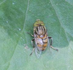 Eristalodes