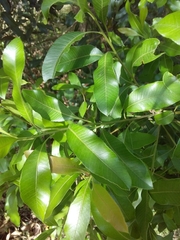 Lithraea brasiliensis