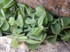 Oxalis albicans