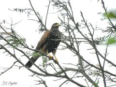 Parabuteo unicinctus