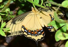 Heraclides androgeus