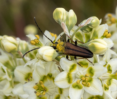 Lepturobosca nigrolineata